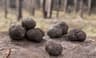 Black Truffle
