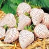 White Strawberry