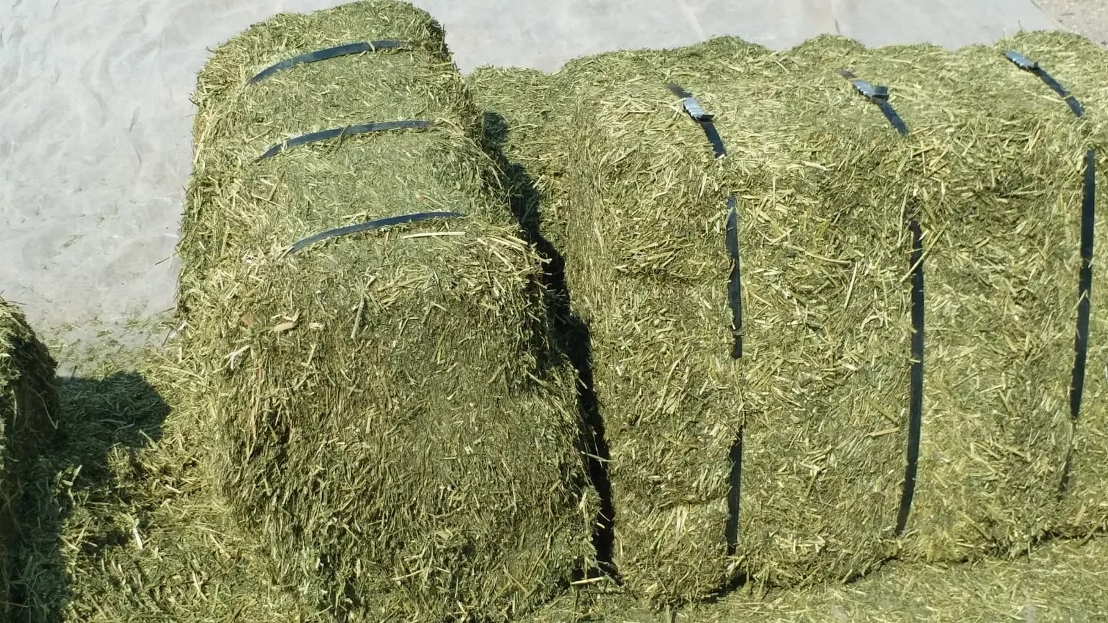 Alfalfa (Lucerne)