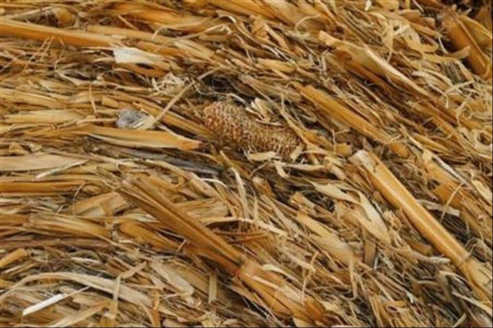 Corn Silage