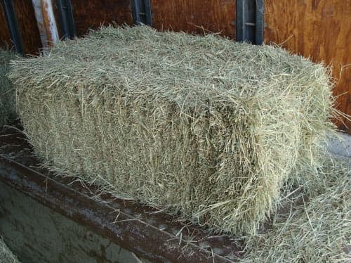 Peanut Hay