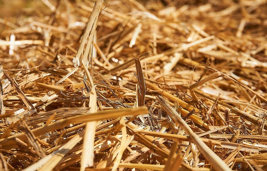 Wheat Straw