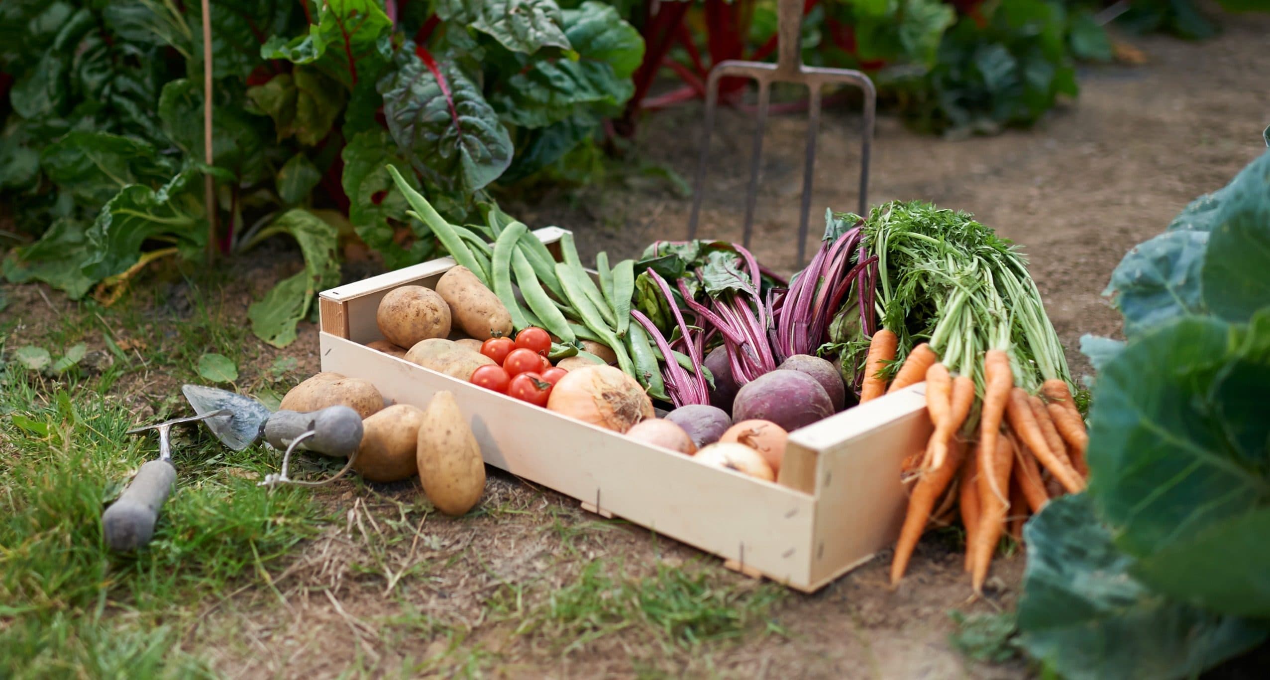 Assorted Vegetables
